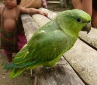 Short-tailed Parrot